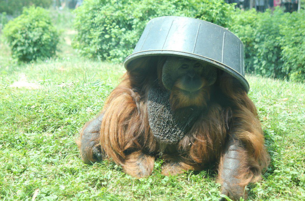 An Orangutan: About New Experiences and Getting Unstuck